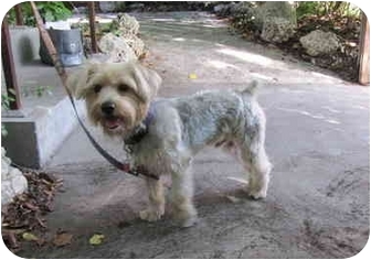 silver silky terrier