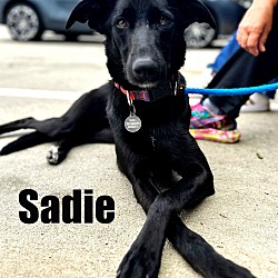 Photo of Sadie