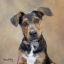 Thumbnail photo of Buddy #3