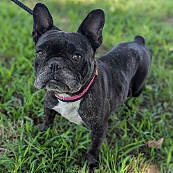 Thumbnail photo of Stevie (Frenchie) #3