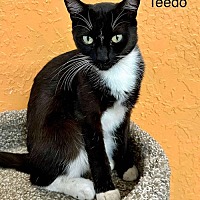 adopt a pet