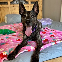 adopt a pet