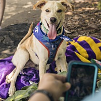 adopt a pet