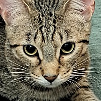 adopt-pet