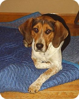 foxhound beagle mix pictures