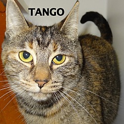 Thumbnail photo of Tango #2