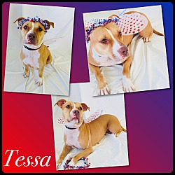 Thumbnail photo of Tessa - Pawsitive Direction #2