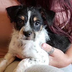 West Branch, MI - Mixed Breed (Small)/Rat Terrier. Meet Z. PENDING ...