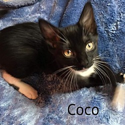 Photo of Coco, (Willow Brie adopted