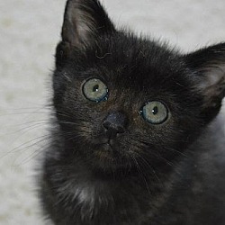 Thumbnail photo of E Litter Felicity - Adopted 04.17.16 #3