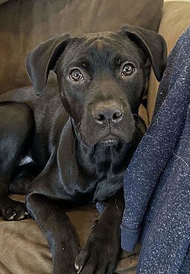 East Hartford, CT - Labrador Retriever/Mixed Breed (Medium). Meet ...