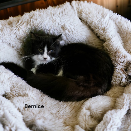 Photo of Bernice