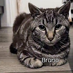 Photo of Bruno Kitten