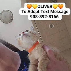 Thumbnail photo of OLIVER - "Ollie" #2