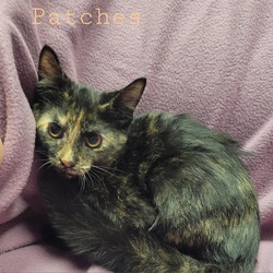 Thumbnail photo of Patches #1