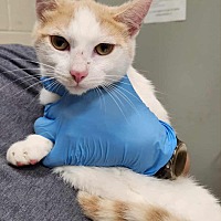adopt a pet