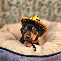 adopt a pet
