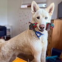 adopt a pet