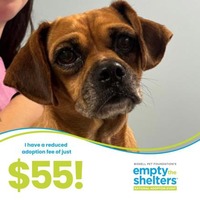 adopt a pet