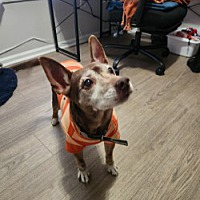 adopt a pet
