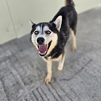 adopt a pet