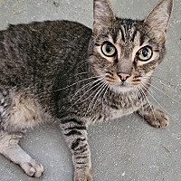 ANGUS - Domestic Shorthair available for adoption