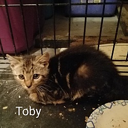Thumbnail photo of TOBY #1