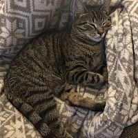 Photo of Pesto - Purrfect lap kitty