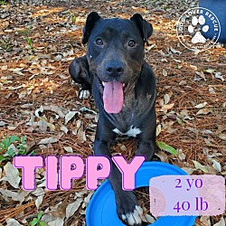 Thumbnail photo of Tippy #1