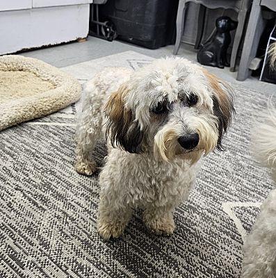 Denver, IN - Havanese. Meet Finn a Pet for Adoption - AdoptaPet.com