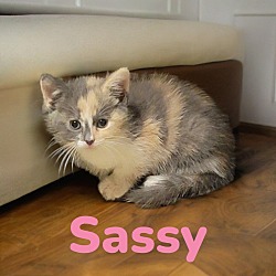 Photo of Sassy