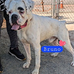 Thumbnail photo of Bruno #1