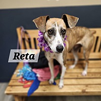 adopt a pet