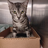 adopt a pet
