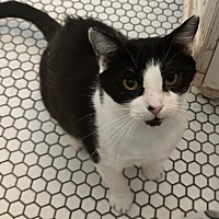 adopt a pet