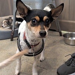 What is the Lifespan of a Rat Terrier Dog: Essential Facts Revealed