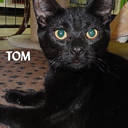 Thumbnail photo of TOM--BLACK BEAUTY!! #1