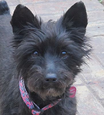 Plainfield, CT - Schnauzer (Miniature). Meet Shatzi a Pet for Adoption.