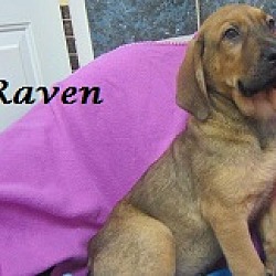 Thumbnail photo of Raven #3