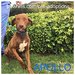 Thumbnail photo of APOLLO #2
