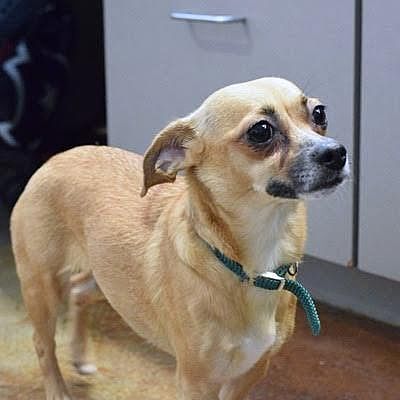 Denver, CO - Chihuahua. Meet Maxine a Pet for Adoption - AdoptaPet.com