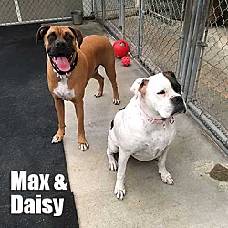 Thumbnail photo of Max/Daisy #2