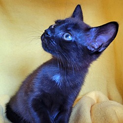 Thumbnail photo of Tourmalina's kitten Spinel #4