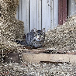 Photo of Barn cat/Mouser