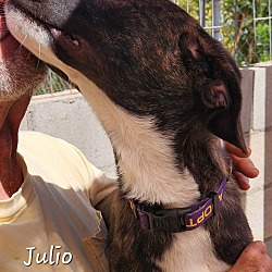 Thumbnail photo of Julio #2