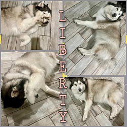 Thumbnail photo of Liberty #1