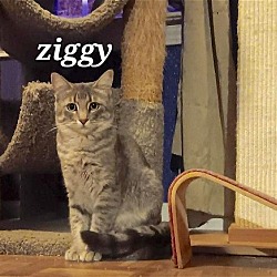 Thumbnail photo of Ziggy [CP] #2