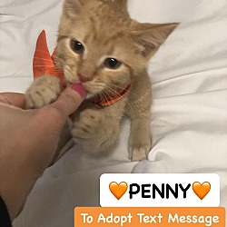 Photo of PENNY