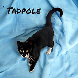 Thumbnail photo of Tadpole #2