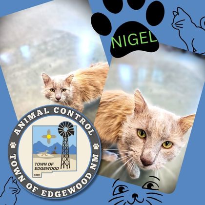 Thumbnail photo of Nigel #1
